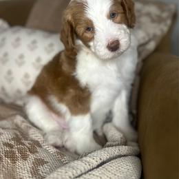 Sinatra - Red male Assorted Doodle Crosses puppy in West Monroe, Louisiana from Southern Haven Doodles