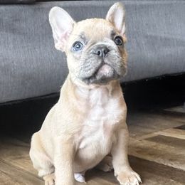 Skipper - Blue fawn French Bulldog puppy in Stanchfield, Minnesota from Sunshine's French Bulldogs