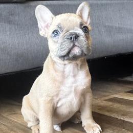 Skipper - Blue fawn French Bulldog puppy in Stanchfield, Minnesota from Sunshine's French Bulldogs