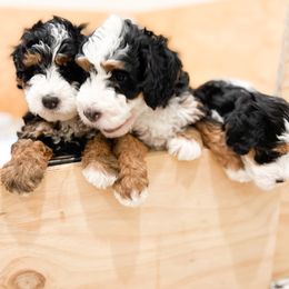 Bernedoodle, Goldendoodle, and Poodle Puppies from Teddy Doodles & Standard Poodles