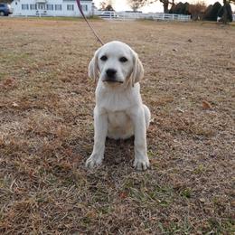 Boy 1 - Yellow male Labrador Retriever puppy in Archer Lodge, North Carolina from Archer Lodge Labradors