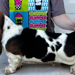 Basset Hounds from Blue Coast Bassets