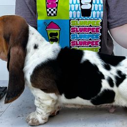 Basset Hounds from Blue Coast Bassets