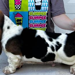 Basset Hounds from Blue Coast Bassets