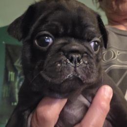 Hettie - Black female Pug puppy in Madera, California from Hills Pugs