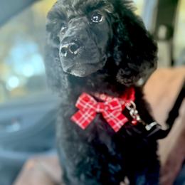 Miss Red Collar- Lottie - Black female Poodle puppy in Screven, Georgia from Dreamland Standard Poodles