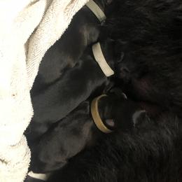 Third pick boy - Sable male German Shepherd puppy in Elkmont, Alabama from Oakmont Shepherds