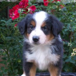 Amber - Black tri female Miniature American Shepherd puppy in Atwood, Illinois from Buck-Run Puppies