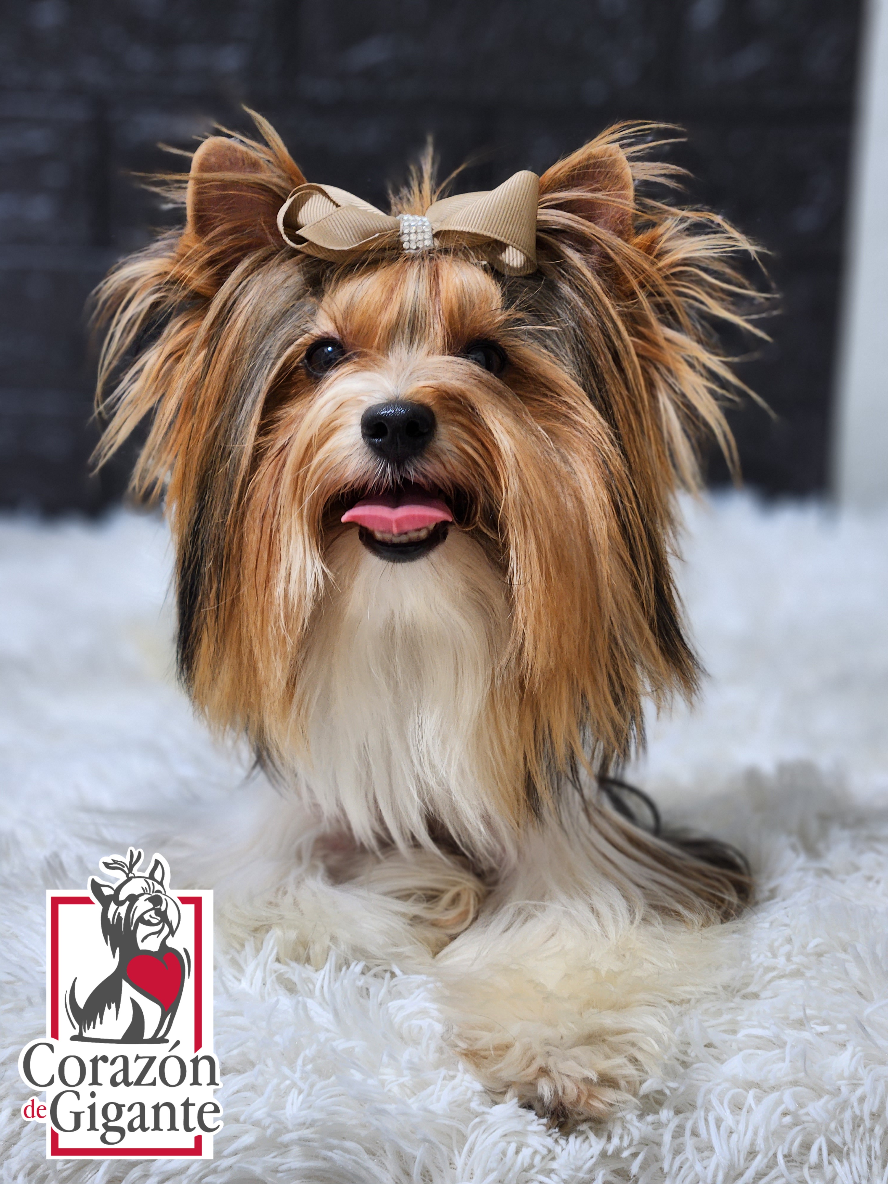 Walle - Biewer Terrier