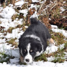 Australian Shepherd Puppies from Glacier Aussies