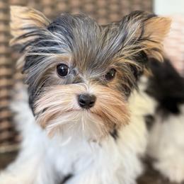 Diamond - Parti female Yorkshire Terrier puppy in Florence, Alabama from Ashley Yester