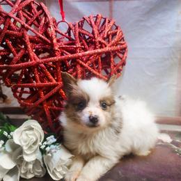 Vixen - White female Companion Cross puppy in Davenport, Washington from Lovely Ladies and Little Asses Miniature Equines (L3A Pomeranians & Papillons)
