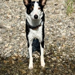 Australian Shepherds, Border Collies, and Sporty Mixes from Fika Herders