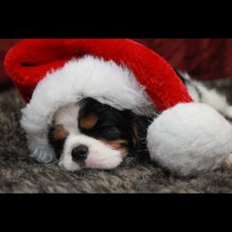 Cavalier King Charles Spaniel Puppies from Whisper Wood Acres