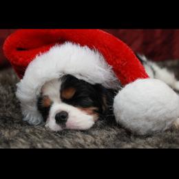 Cavalier King Charles Spaniel Puppies from Whisper Wood Acres