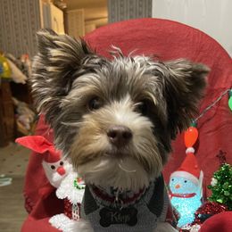 Khys - Yorkshire Terrier