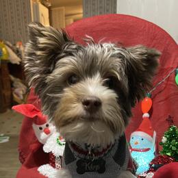 Khys - Yorkshire Terrier