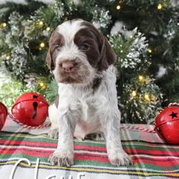 Claus - Liver white and roan male English Springer Spaniel puppy in Barnstead, New Hampshire from C & S Farms