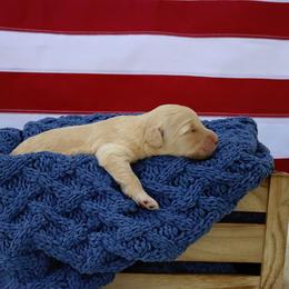 Betsy - Cream female Goldendoodle puppy in Nashville, Tennessee from Hilton Doodles