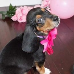Basset Hounds from Kickapoo Bassets