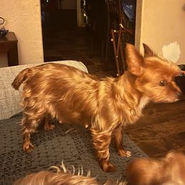Cheyenne - Yorkshire Terrier