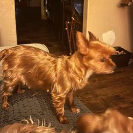 Cheyenne - Yorkshire Terrier