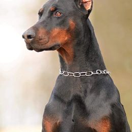 Doberman Pinschers from De Mata Dobermann Kennel