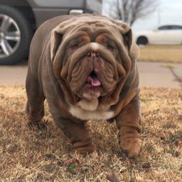 Bulldogs from Thompson Pack