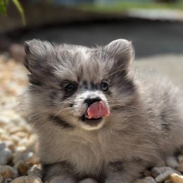 Strudel - Blue merle female Pomeranian puppy in Buck Valley, Pennsylvania from Buck Valley Pomeranians
