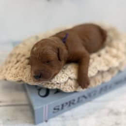 Violet - Red female Cavapoo puppy in Mesa, Arizona from Floralie Doodles