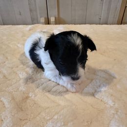You choose his name - Black and white male Havanese puppy in Elkins, Arkansas from Havana Knights Havanese