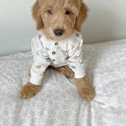 Goldendoodle Puppies from Ivie Mountain Doodles