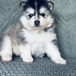 Pocahontas - Silver and white female Pomsky puppy in Grass Valley, California from Karalot Pomskies