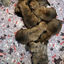 Boy 1 - Red brindle male Cairn Terrier puppy in Pottersville, Missouri from Cairn Terriers of Heatherridge,LLC