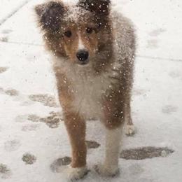 Shetland Sheepdog Puppies from Southern Charm Sheltie’s