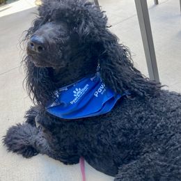 Sierra - Poodle