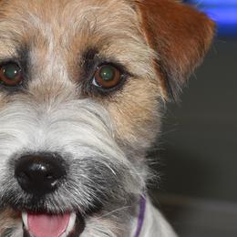 Nutmeg - Russell Terrier