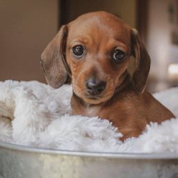 Dachshund Puppies from Hoosier Little Wieners
