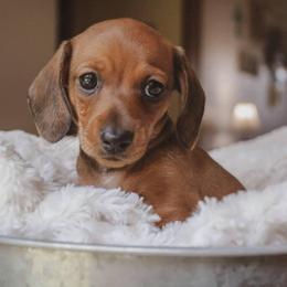 Dachshund Puppies from Hoosier Little Wieners