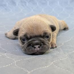 Penelope - Blue fawn female French Bulldog puppy in Thornton, Colorado from Short Leg Frenchies