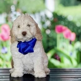 Trained Mini Labradoodle Puppy - Eddie - Caramel male Australian Labradoodle puppy in Milton, North Carolina from Good Day Doodles