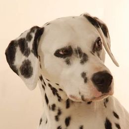 JR - Dalmatian