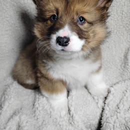 Fluffy Green Collar - Fawn male Pembroke Welsh Corgi puppy in Yelm, Washington from Tolbolton Creek Corgis