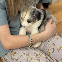 Poke - Blue merle female Miniature Australian Shepherd puppy in Harpers Ferry, West Virginia from Carter's Cuties