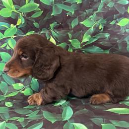 Tim - Chocolate and tan male Dachshund puppy in Colbert, Oklahoma from Brooke Crenshaw