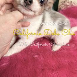 BLUEBERRY 4250 - Blue and white male Chihuahua puppy in Manteca, California from Deb's Chihuahuas California