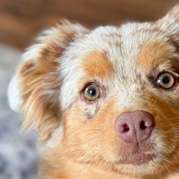 Greta - Miniature Australian Shepherd