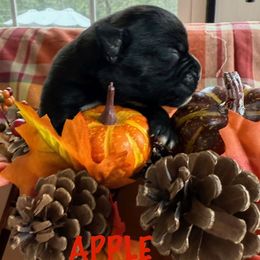 Apple - Brindle female Boxer puppy in Catawba, South Carolina from Happy Go Boxers