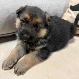 Black and Tan Female - Black and tan female German Shepherd puppy in Tafton, Pennsylvania from Pocono GSD