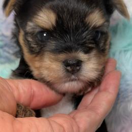 Charm - Blue and gold female Yorkshire Terrier puppy in Danielsville, Georgia from Donnas DiamondZ